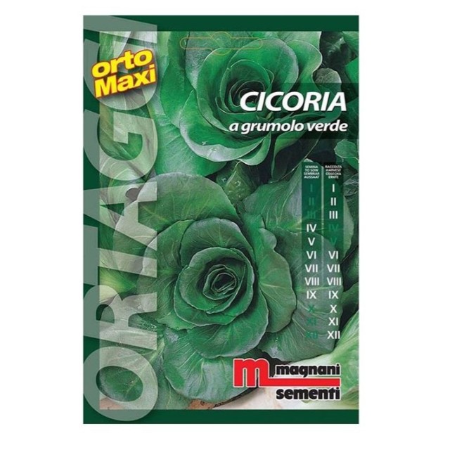 Semi di Cicoria a Grumolo Verde