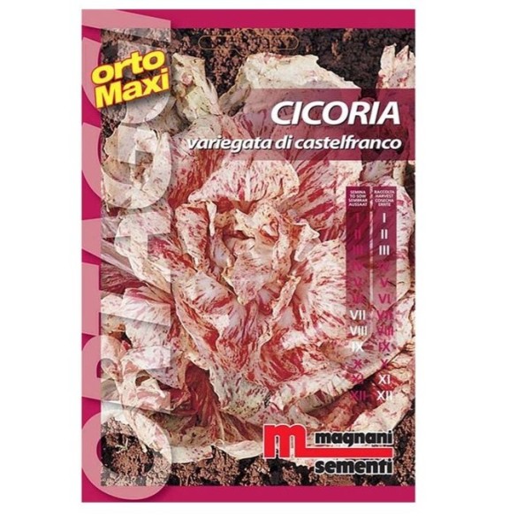Semi di Cicoria Variegata di Castelfranco