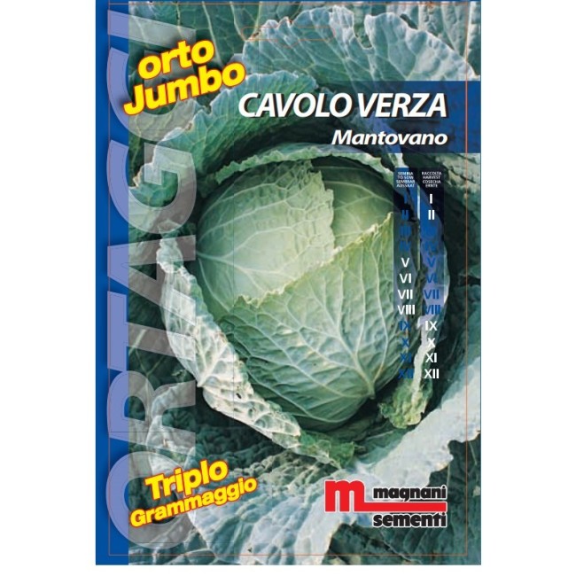Semi di Cavolo Verza Mantovano Orto Jumbo