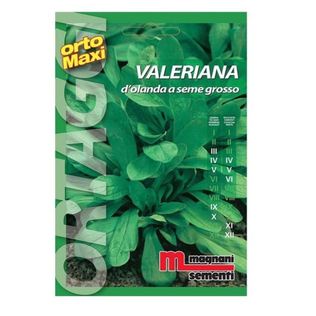 Semi di Valeriana D'Olanda