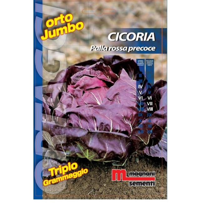 Semi di Cicoria Palla Rossa Precoce Orto Jumbo