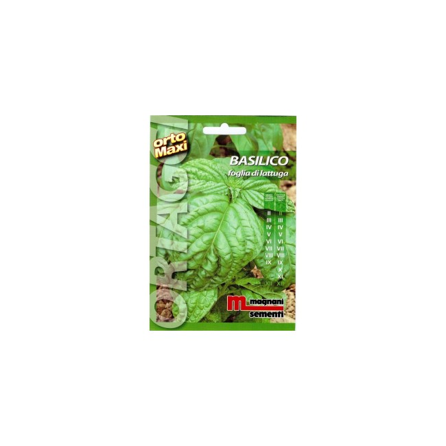 Semi di Basilico Foglia di Lattuga