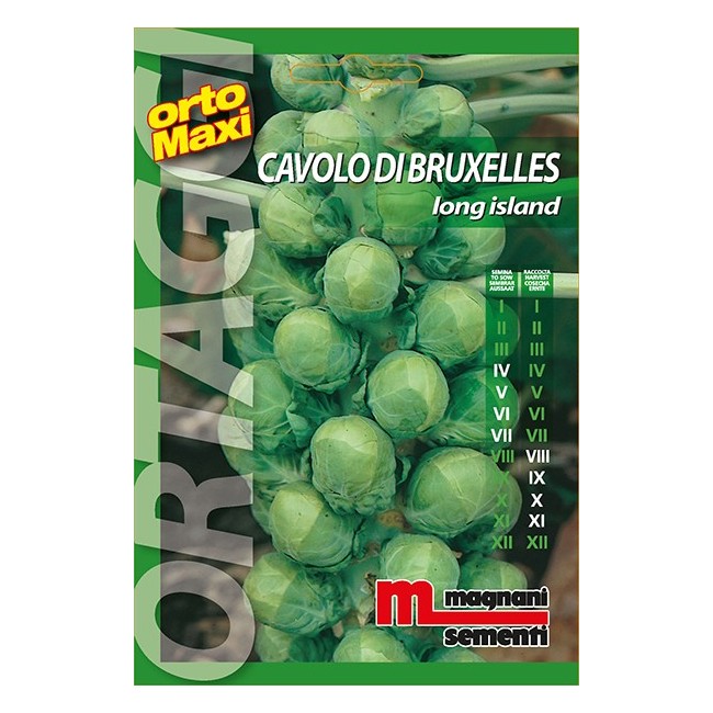 Semi Cavolo di Bruxelles
