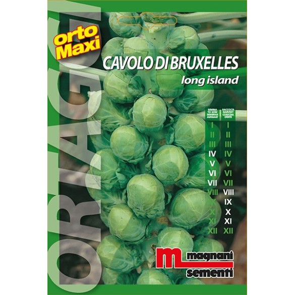 Semi Cavolo di Bruxelles