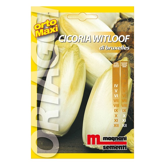 Semi di Cicoria Witloof