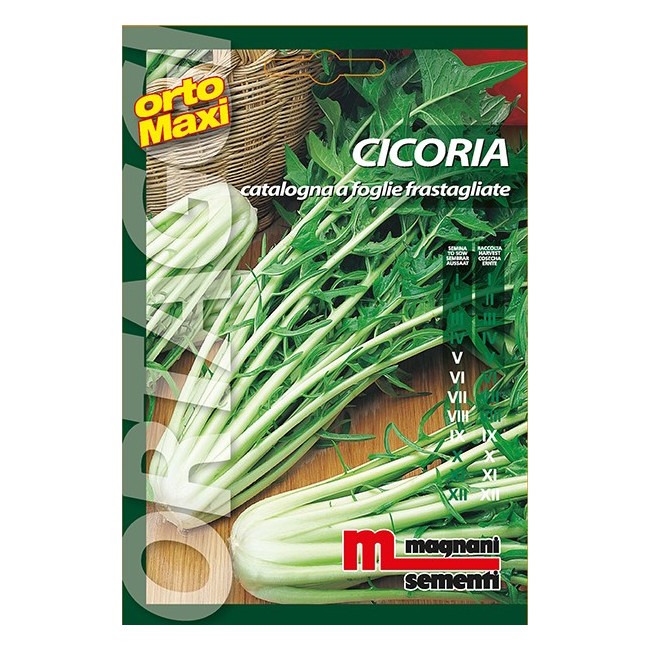 Semi di Cicoria Catalogna