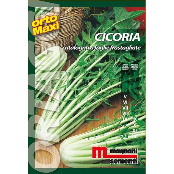 Semi di Cicoria Catalogna
