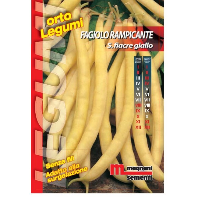 Semi di Fagiolo S. Fiacre Giallo