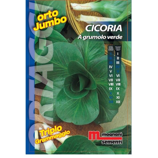 Semi di Cicoria a Grumolo Verde Orto Jumbo