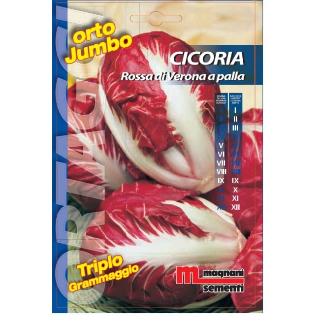 Semi di Cicoria Rossa di Verona Orto Jumbo