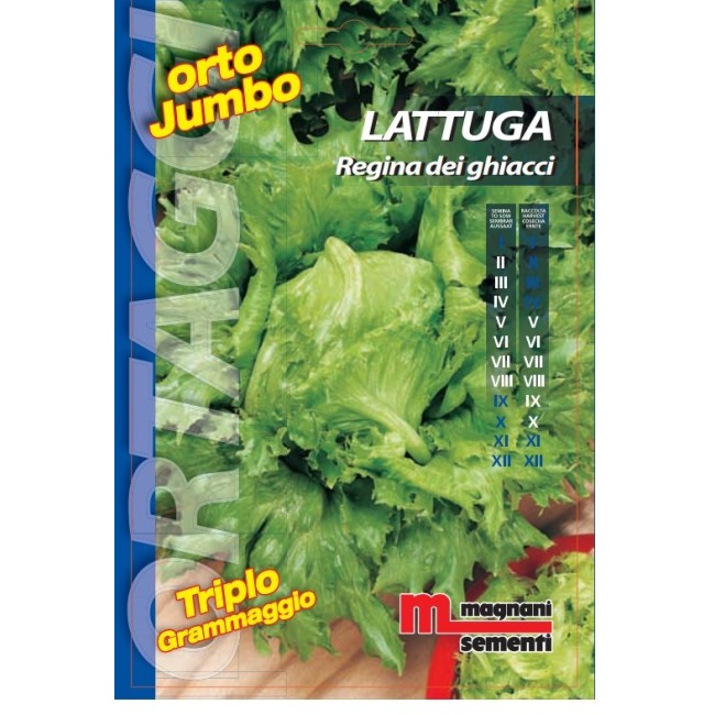 Semi di Lattuga Regina dei Ghiacchi Orto Jumbo
