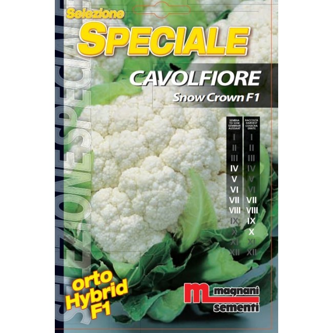 Semi di Cavolfiore Snow Crown