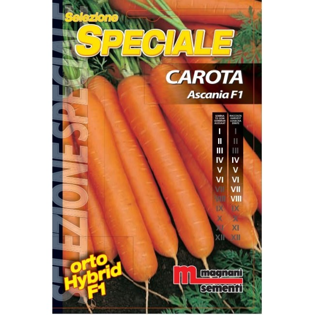 Semi di Carota Ascania