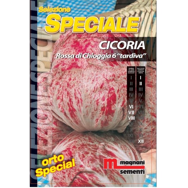 Semi di Cicoria Rossa di Chioggia