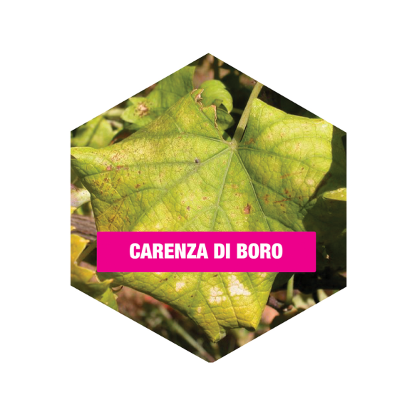 Concime BIO Alt Microcarenze Flortis 100 gr