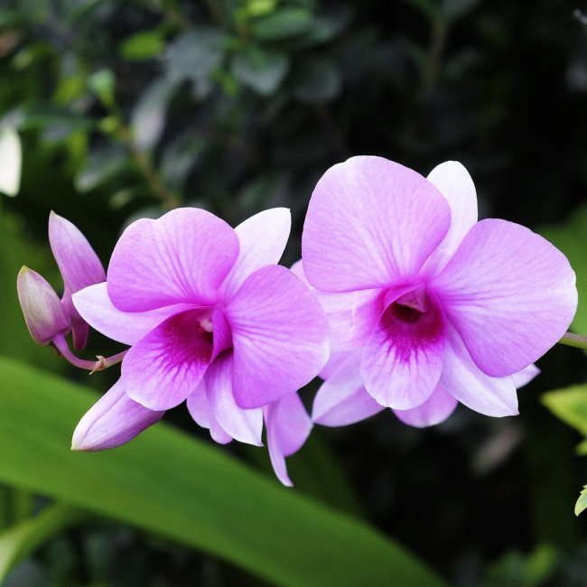 Terriccio per Orchidee Cymbidium Flortis 2 L
