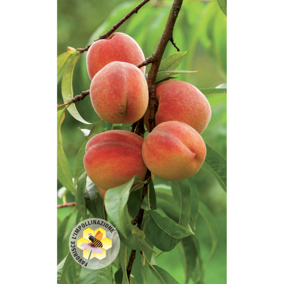 Concime Liquido Zolfo e Rame Flortis 1 KG