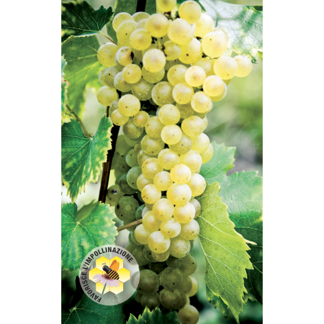 Concime Liquido Zolfo e Rame Flortis 1 KG