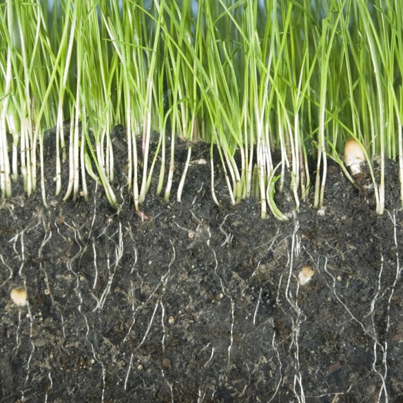 Radicante BIO Hormon Plus Flortis 50 gr