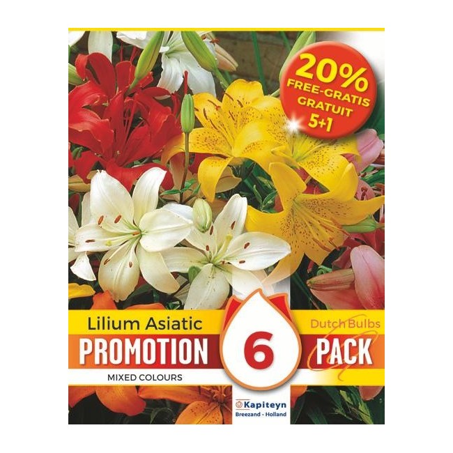 Bulbi di Lilium Asiatic confezione da 5 pz + 1 in Omaggio