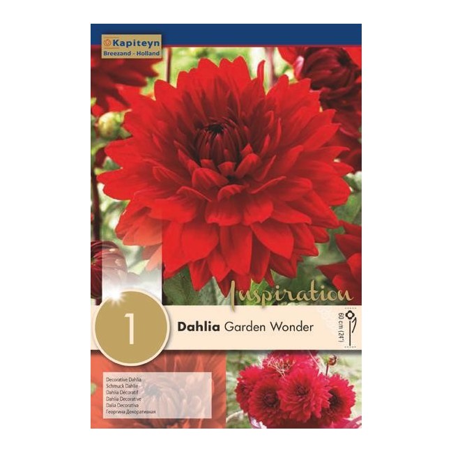 Bulbo di Dahlia Garden Wonder confezione da 1 pz