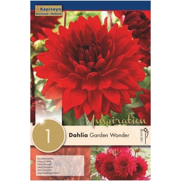 Bulbo di Dahlia Garden Wonder confezione da 1 pz
