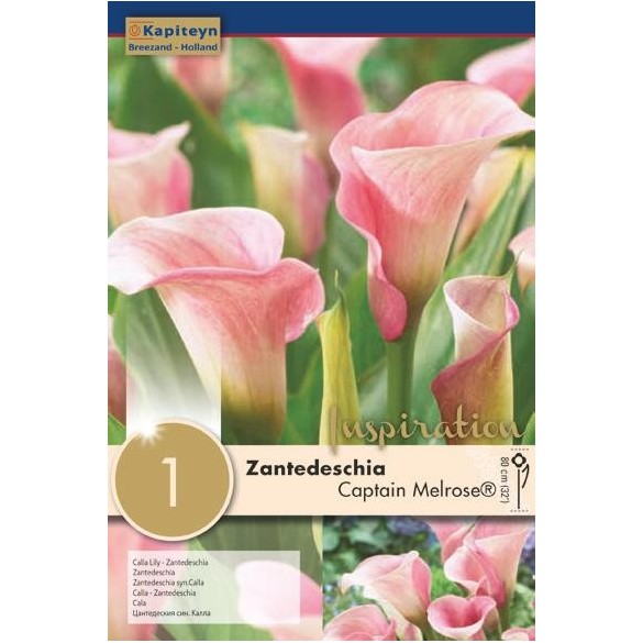 Bulbo di Zantedeschia Calla Captain Melrose confezione da 1 pz