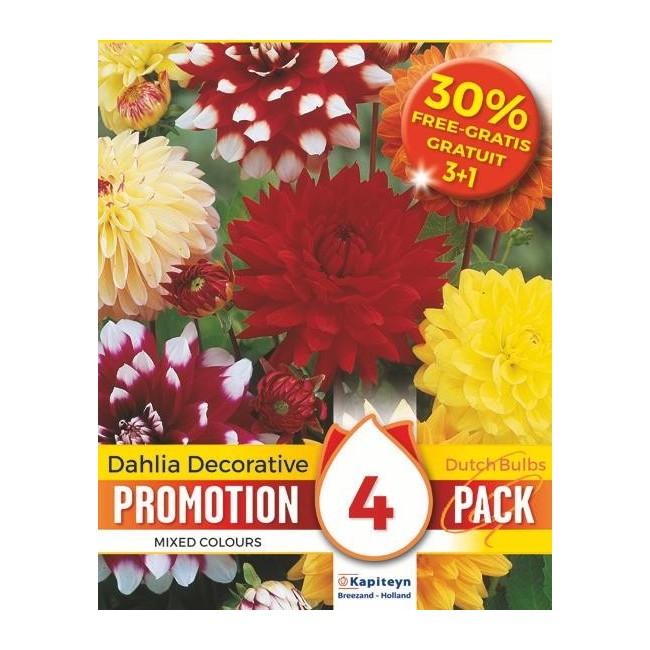 Bulbi di Dahlia Decorative Mix confezione da 3 pz + 1 in Omaggio