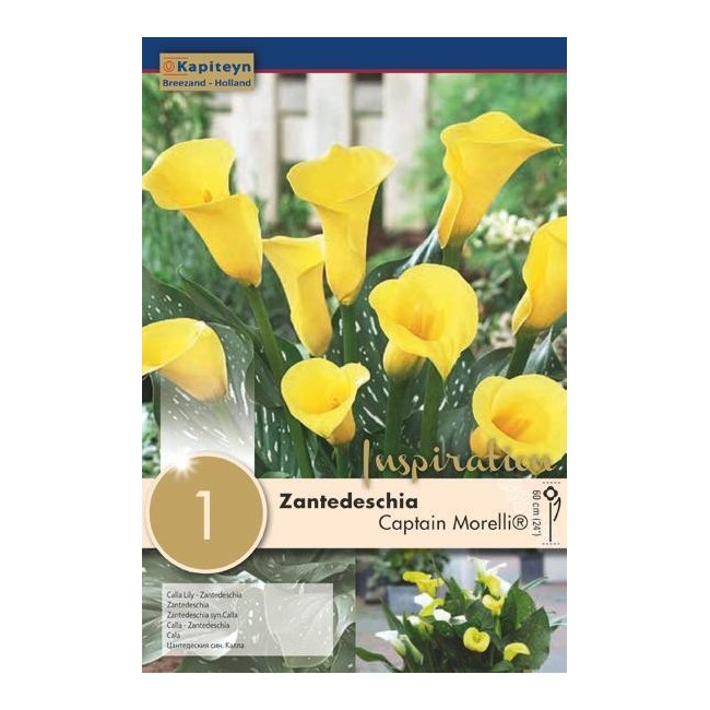 Bulbo di Zantedeschia Calla Captain Morelli confezione da 1 pz