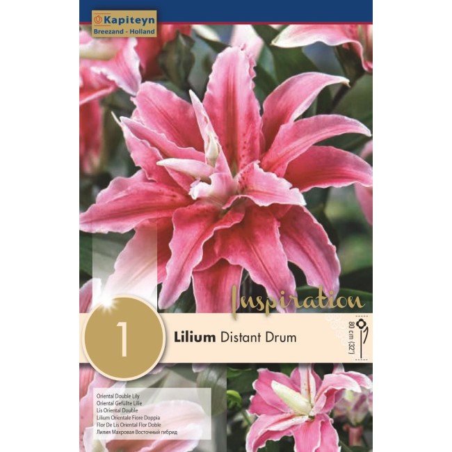 Bulbo di Lilium Distant Drum confezione da 1 pz