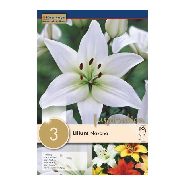 Bulbi di Lilium Asiatic Navona confezione da 3 pz