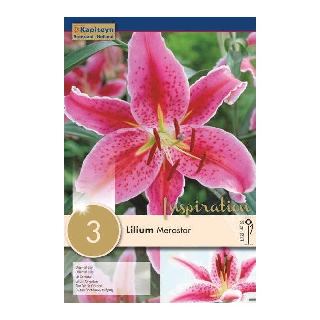 Bulbi di Lilium Merostar confezione da 3 pz