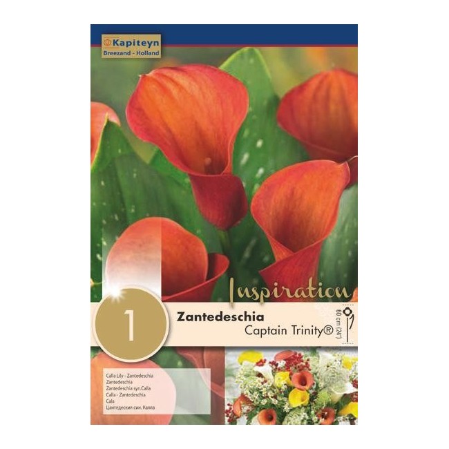 Bulbo di Zantedeschia Calla Captain Trinity confezione da 1 pz
