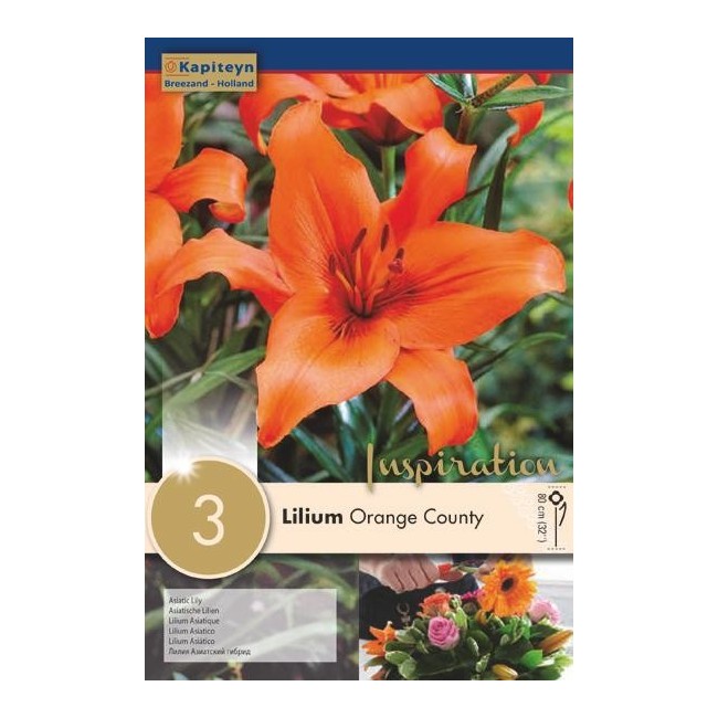 Bulbi di Lilium Orange County confezione da 3 pz