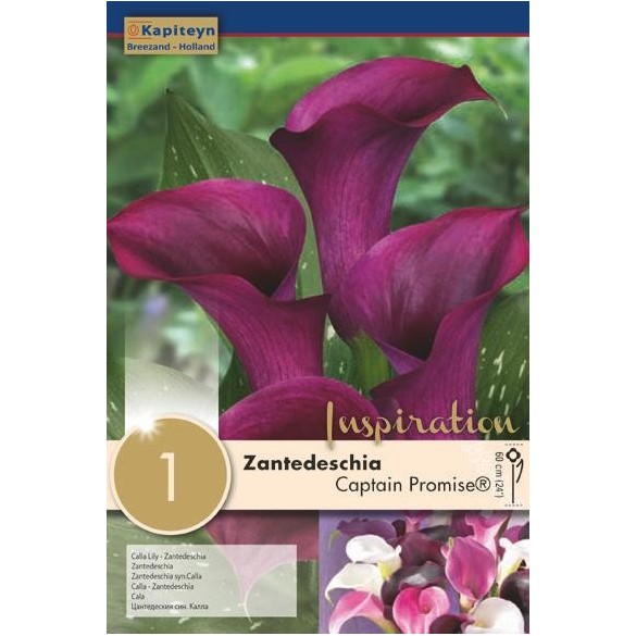 Bulbo di Zantedeschia Calla Captain Promise confezione da 1 pz