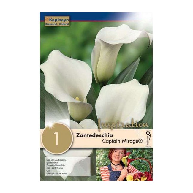 Bulbo di Zantedeschia Calla Captain Mirage confezione da 1 pz