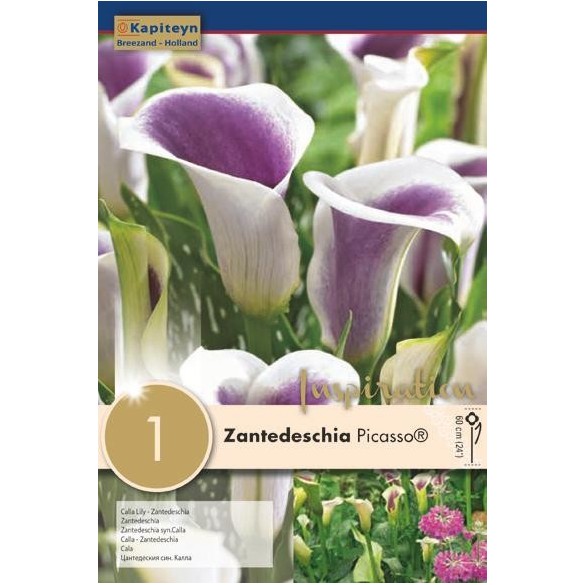 Bulbo di Zantedeschia Calla Picasso confezione da 1 pz