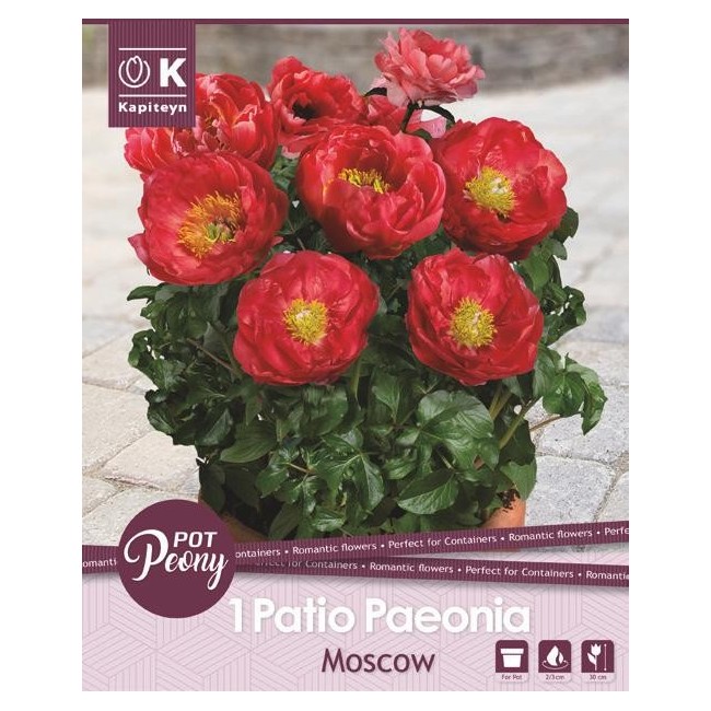 Bulbo di Peonia Moscow confezione da 1 pz