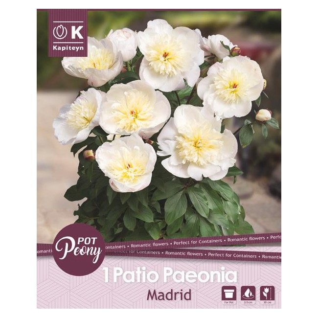 Bulbo di Peonia Madrid confezione da 1 pz