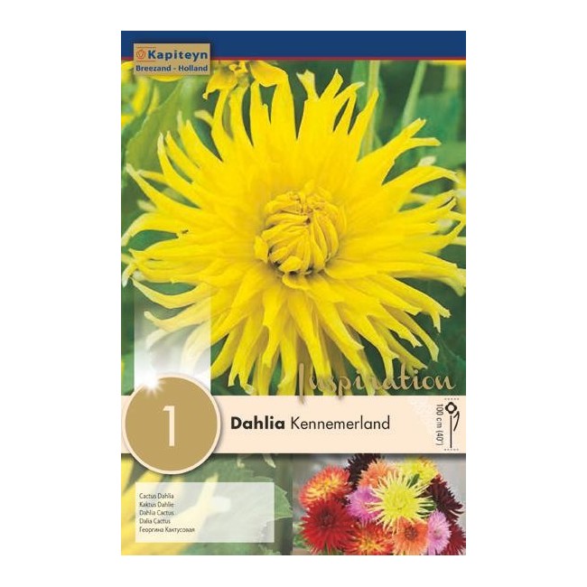 Bulbo di Dahlia Cactus Kennemerland confezione da 1 pz