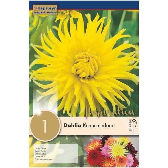 Bulbo di Dahlia Cactus Kennemerland confezione da 1 pz