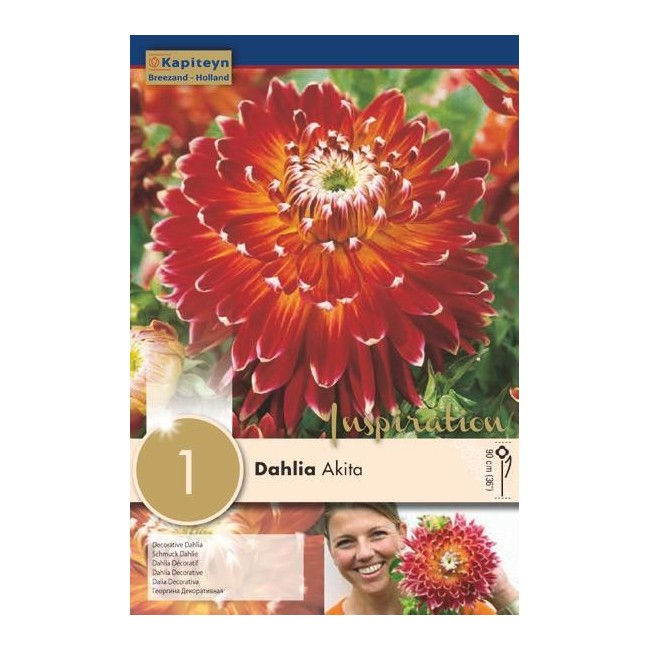 Bulbo di Dahlia Akita confezione da 1 pz