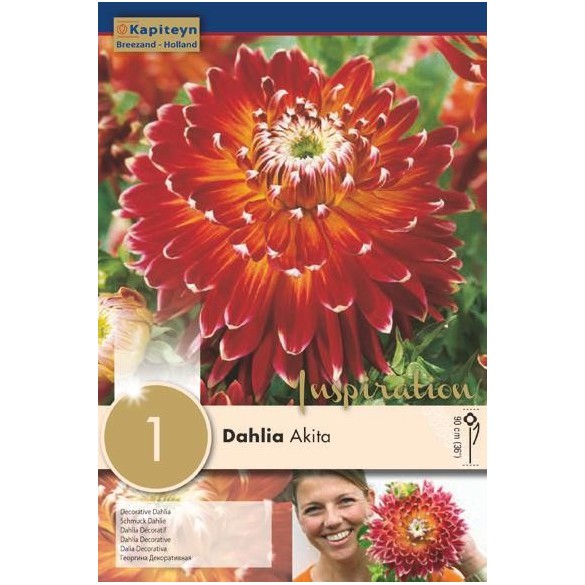 Bulbo di Dahlia Akita confezione da 1 pz
