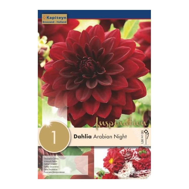 Bulbo di Dahlia Arabian Night confezione da 1 pz