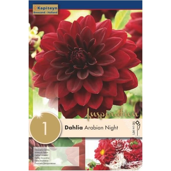Bulbo di Dahlia Arabian Night confezione da 1 pz