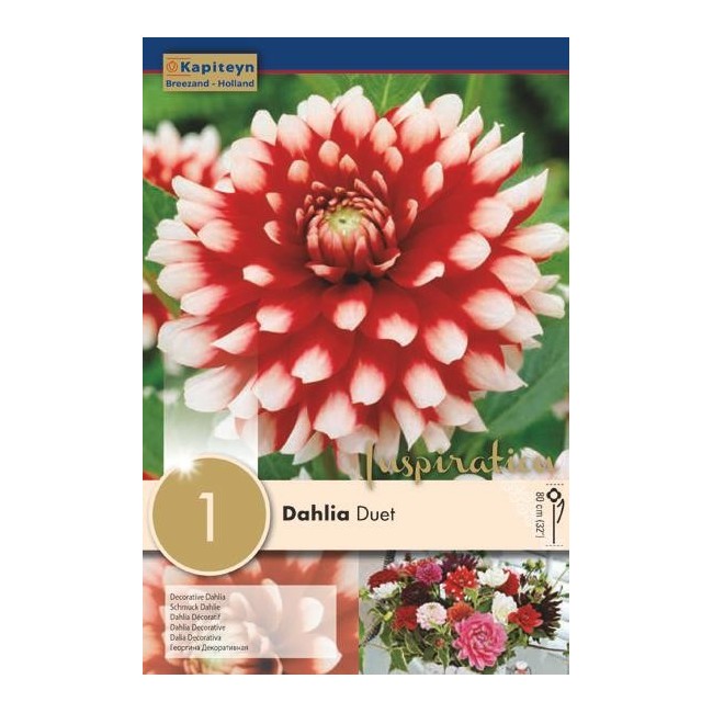 Bulbo di Dahlia Decorative Duet confezione da 1 pz