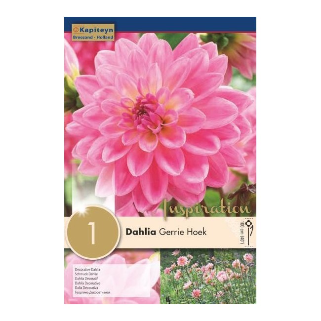 Bulbo di Dahlia Decorative Gerrie Hoek confezione da 1 pz