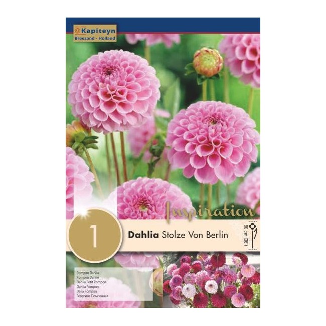 Bulbo di Dahlia Pompon Stolze Von Berlin confezione da 1 pz