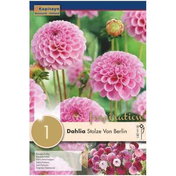 Bulbo di Dahlia Pompon Stolze Von Berlin confezione da 1 pz