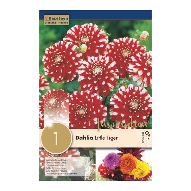 Bulbo di Dahlia Little Tiger confezione da 1 pz